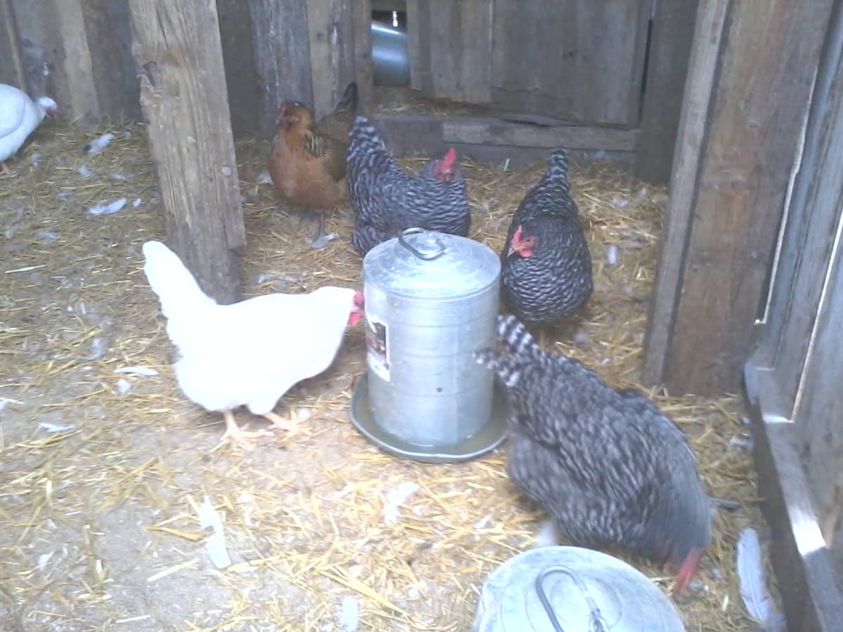 Electric chicken fence saved our hens from a pack of coyotes