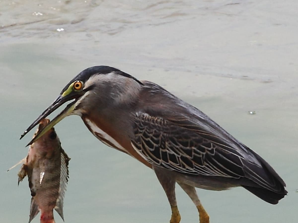 Fish Eating Birds: Tricks and Techinques - HubPages