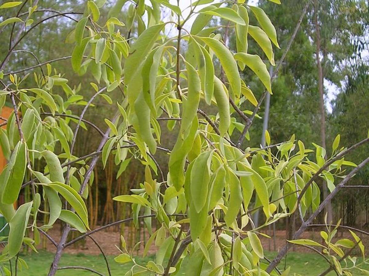 Red sandal wood, Red sandalwood, Saga seed tree, Coralwood, Sandalwood Tree  Adenanthera pavonina, Stock Photo, Picture And Rights Managed Image. Pic.  BWI-B048828 | agefotostock