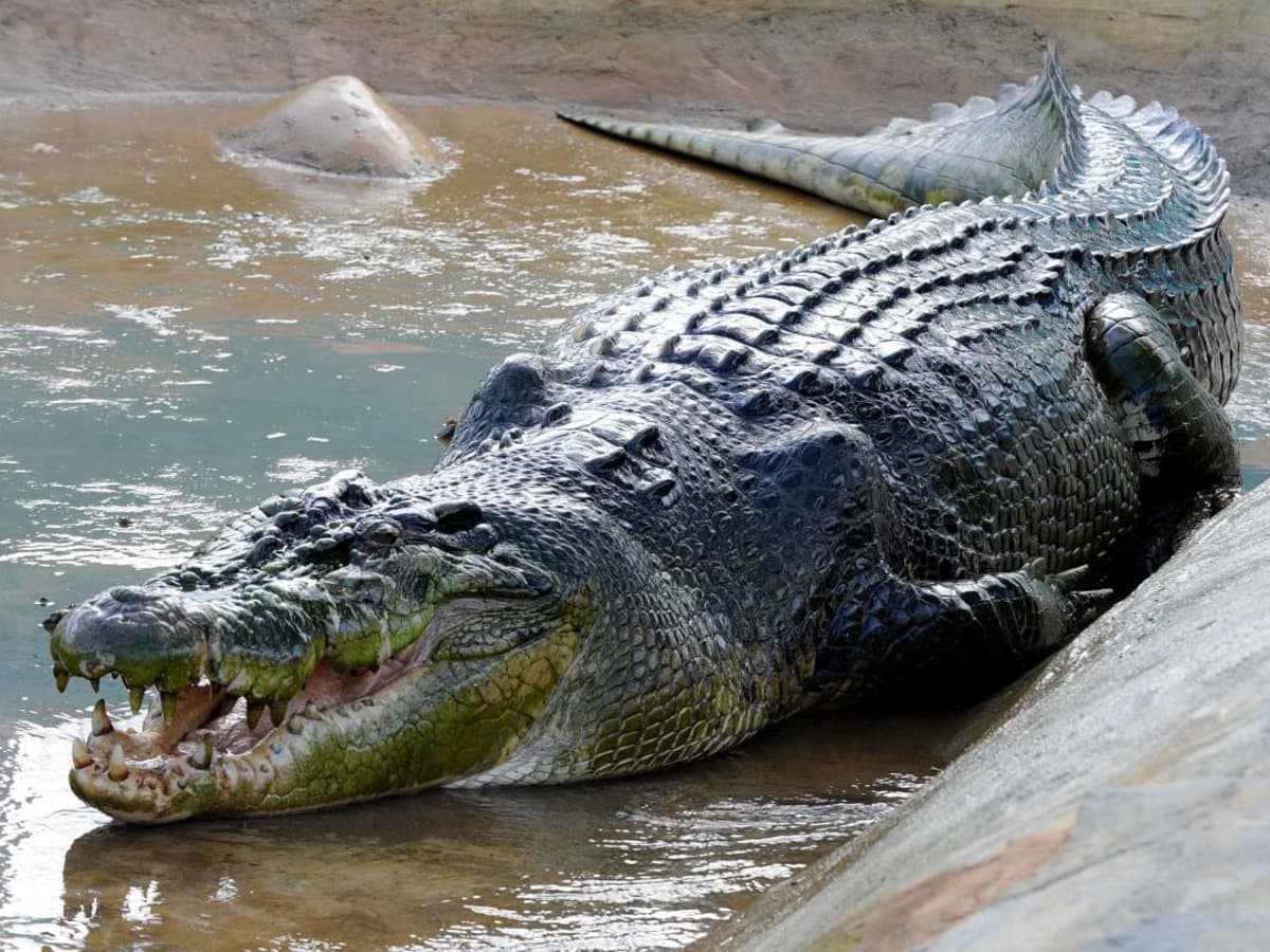 The Saltwater Crocodiles - HubPages