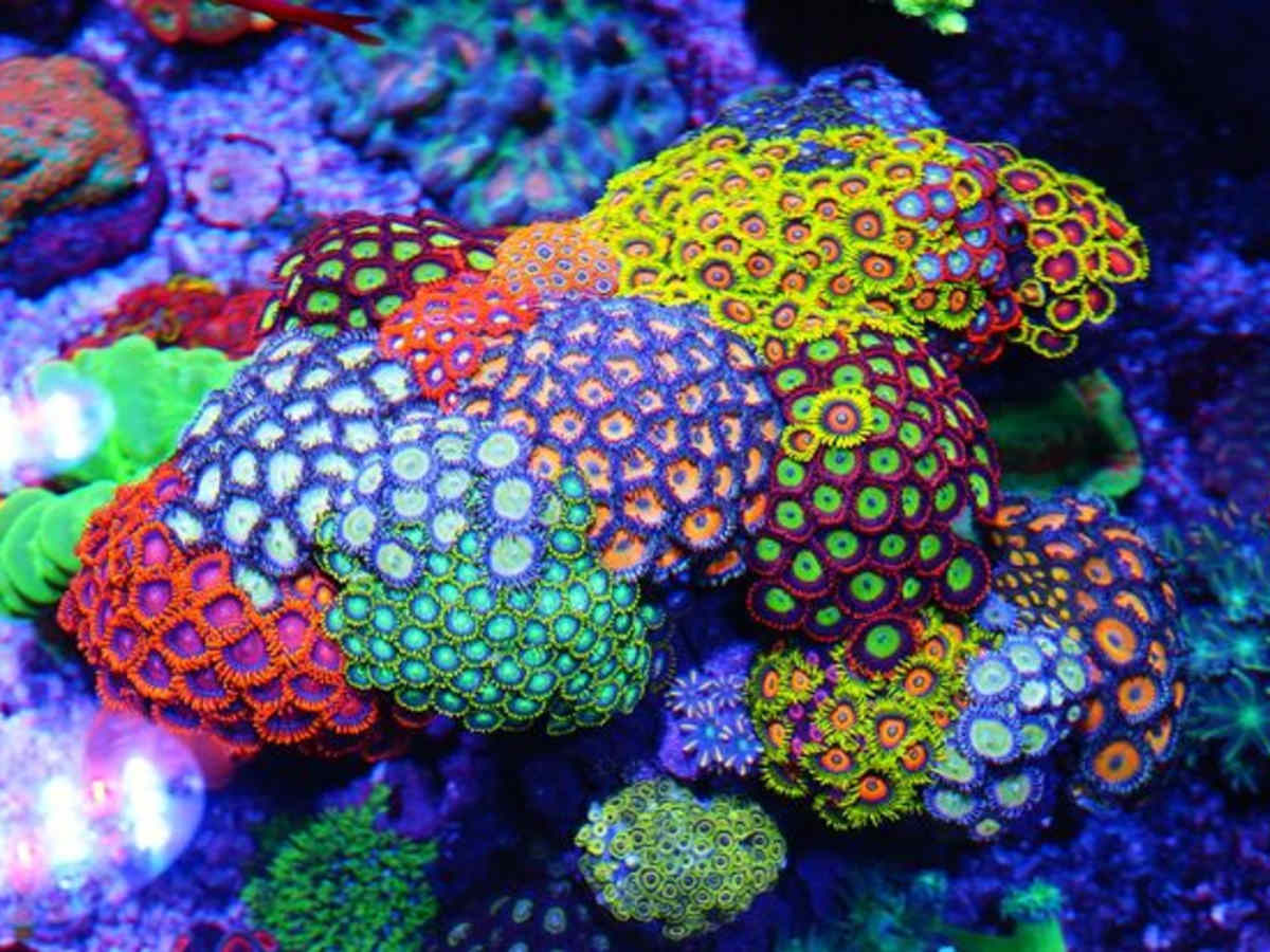 easy saltwater corals