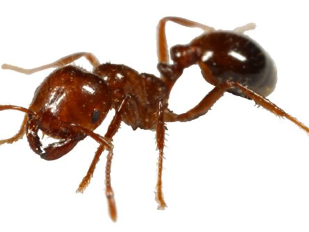 Fire Ants And How To Declare War On