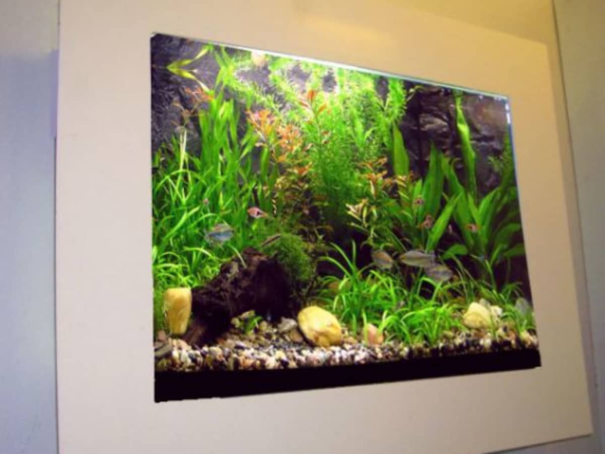 How to Choose Fish for a Freshwater Tank - HubPages