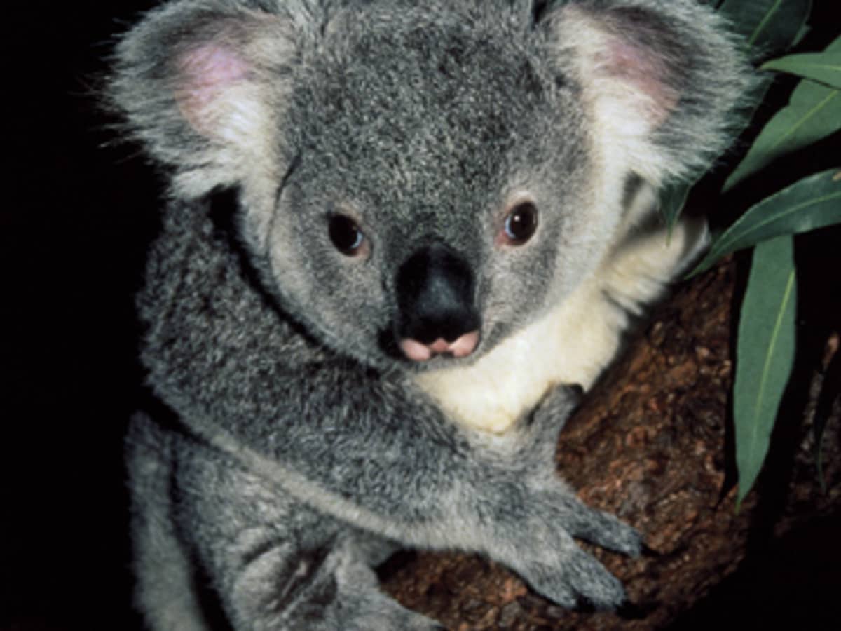 Koala Bears: The Cutest, Cuddliest Animal in the World (That Will Rip Your  Face Off) - HubPages