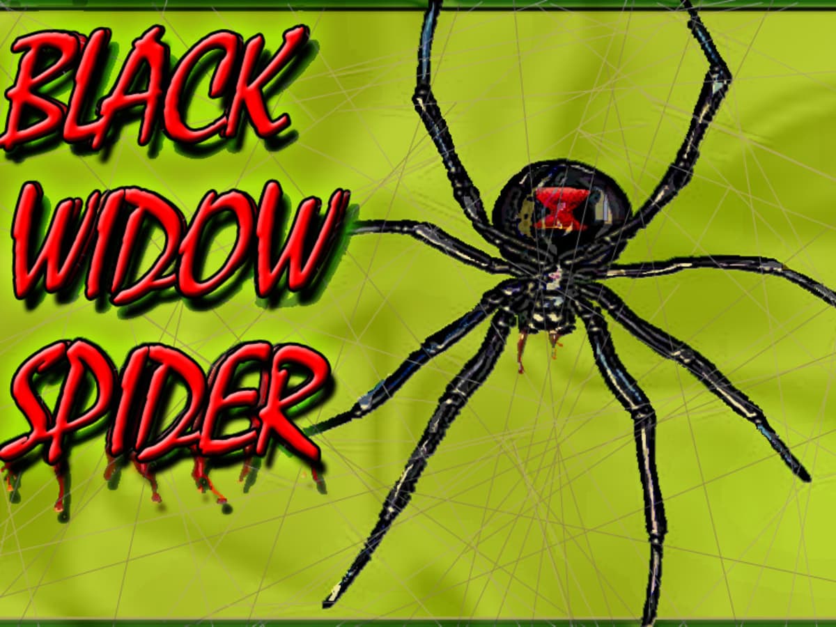 How To Kill Black Widow Spiders - HubPages
