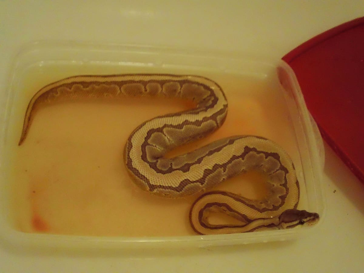 Treatment for Scale Rot on Reptiles