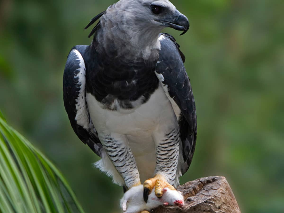 All That's Interesting - Known for its 6.5-foot wingspan and its  crown-shaped head, the harpy eagle can travel upwards of 50 miles per hour  through the . Weaving in and out of