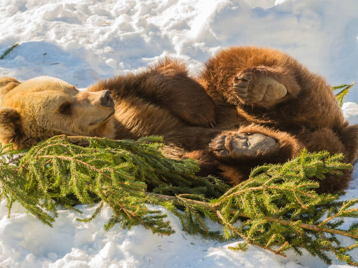 List of Animals That Hibernate in Winter - HubPages