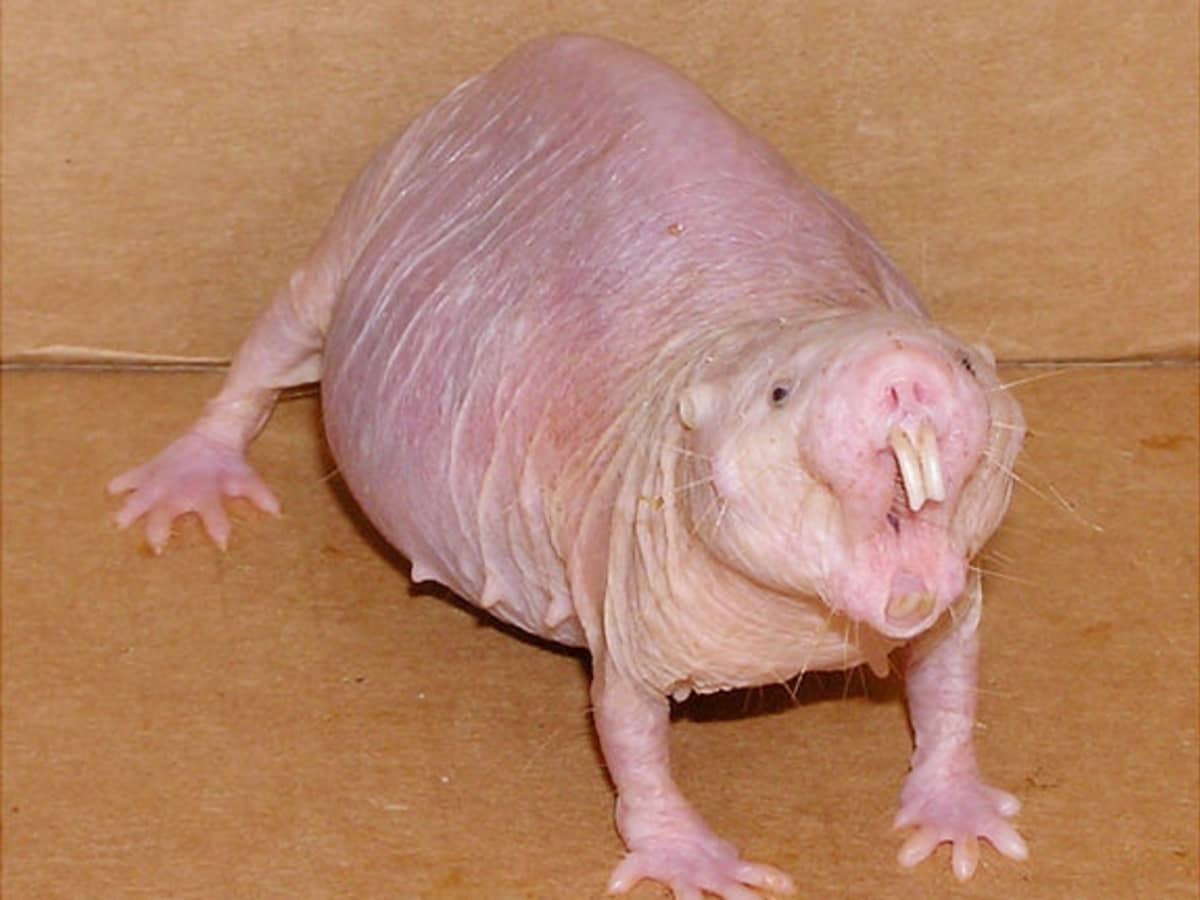 Ugly Animals Top 10 Ugly Animals Hubpages