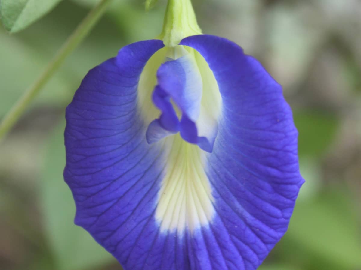 Butterfly Pea Flowers For Tea BlueChai - Deep Blue Colored Flowers For  Gardens - HubPages