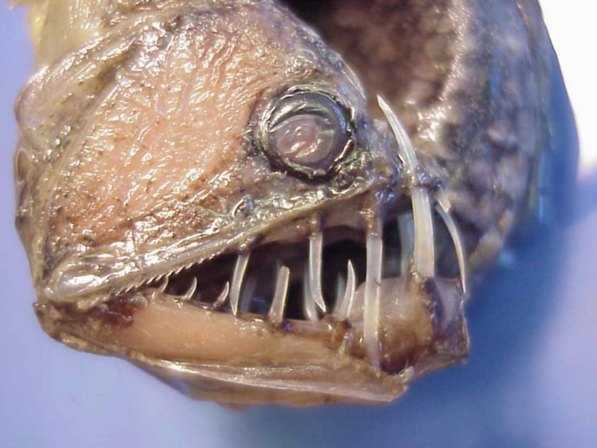 Dr. Blobfish is an evil man  Blobfish, Rare fish, Fish pet