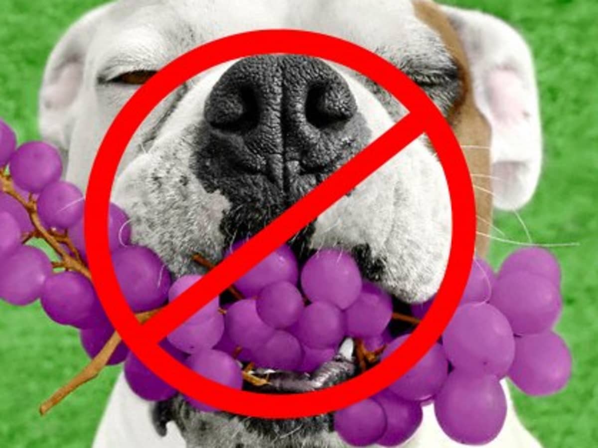 do grapes kill dogs