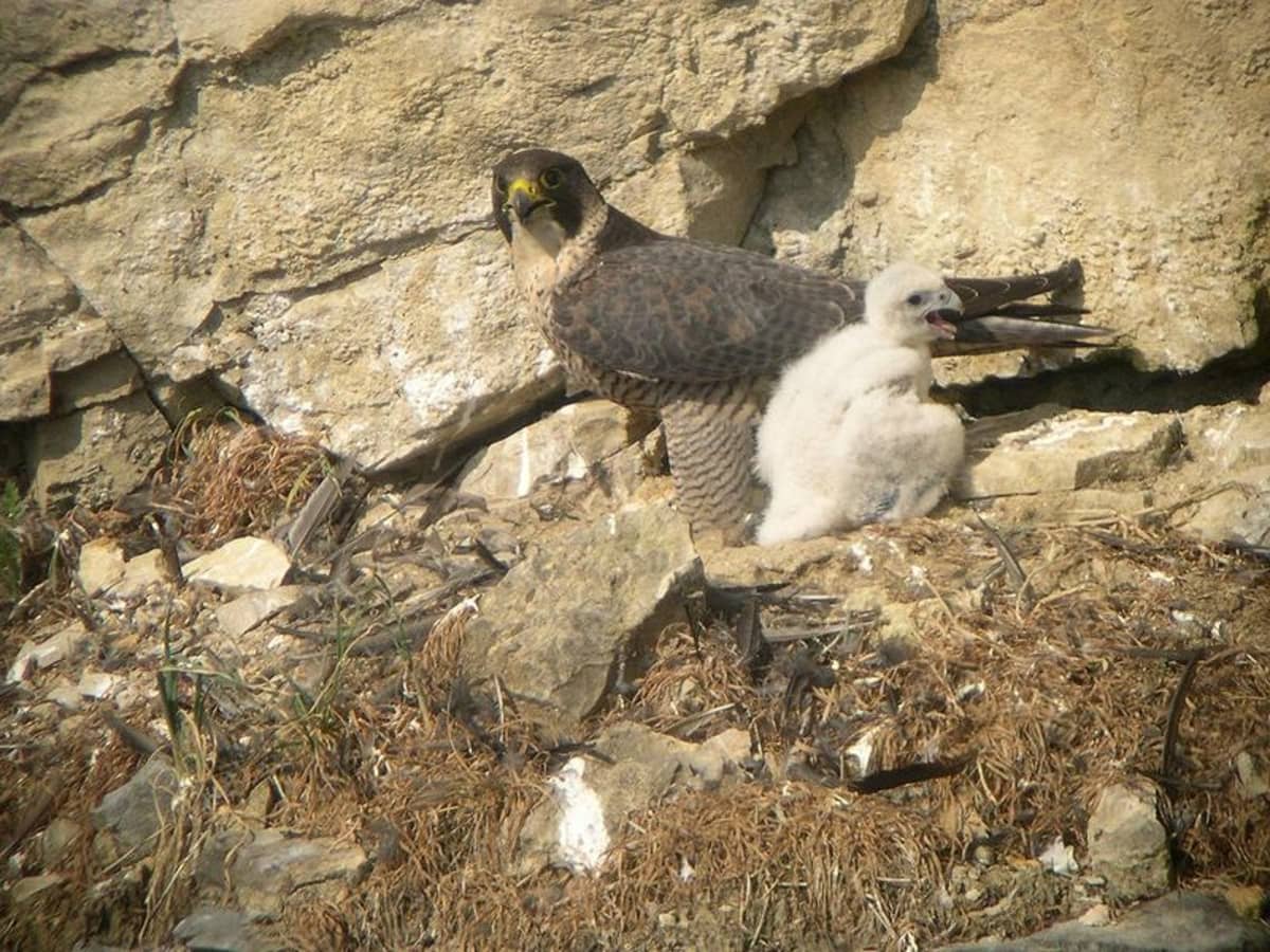 Falcons Nest on Skyscrapers (Let's-Read-and-Find-Out Science 2)