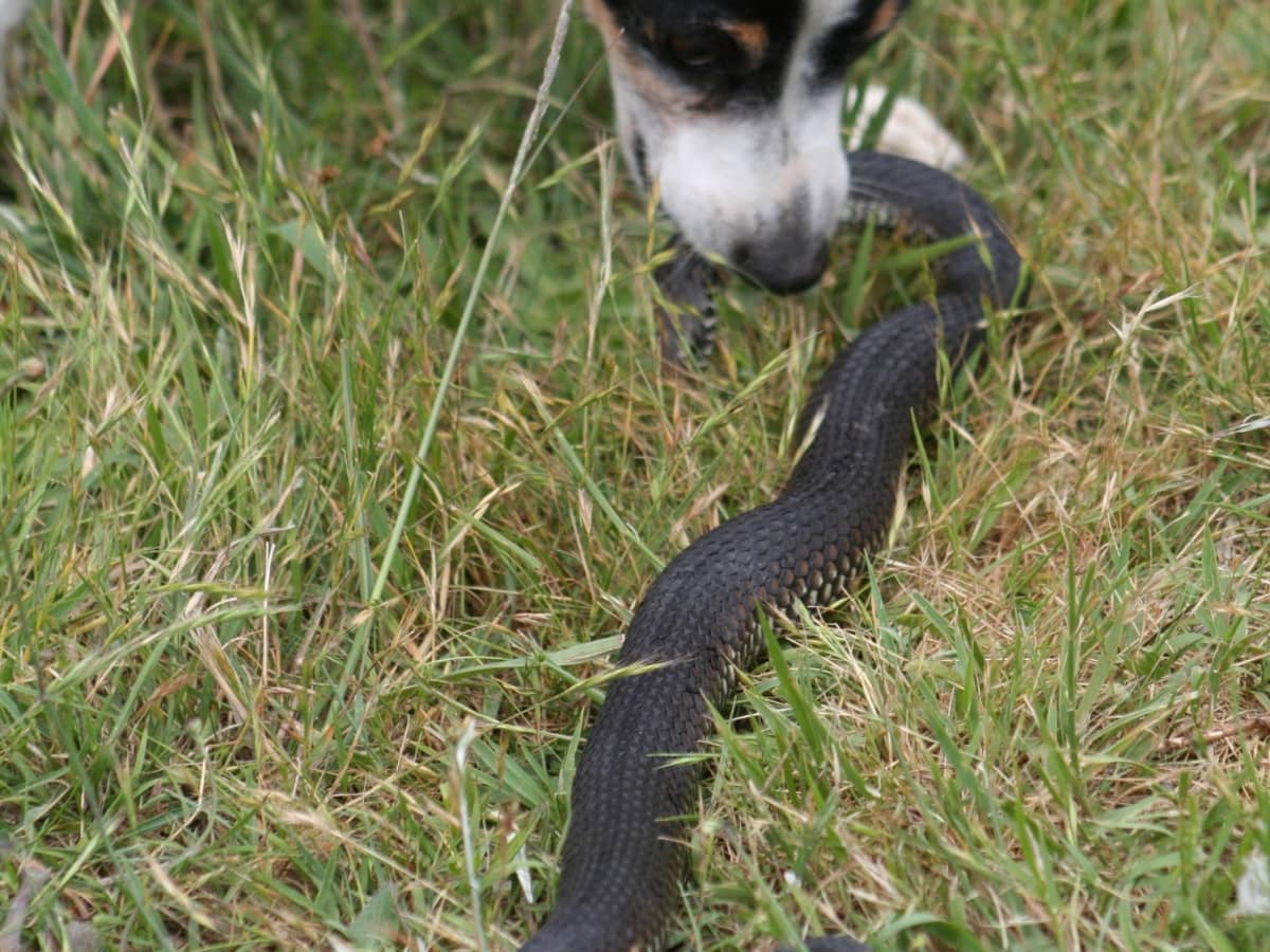 is snake away toxic to dogs