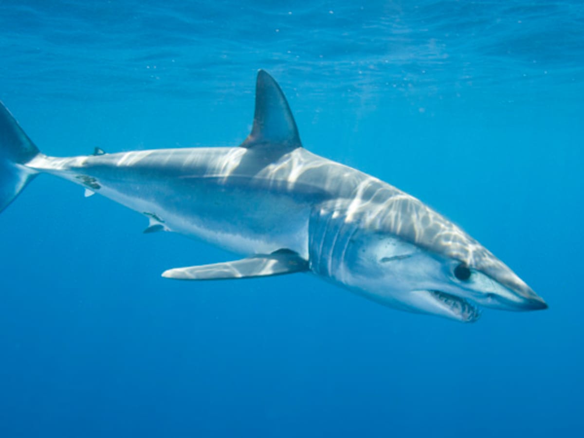Top 5 most deadly sharks for human beings! - HubPages