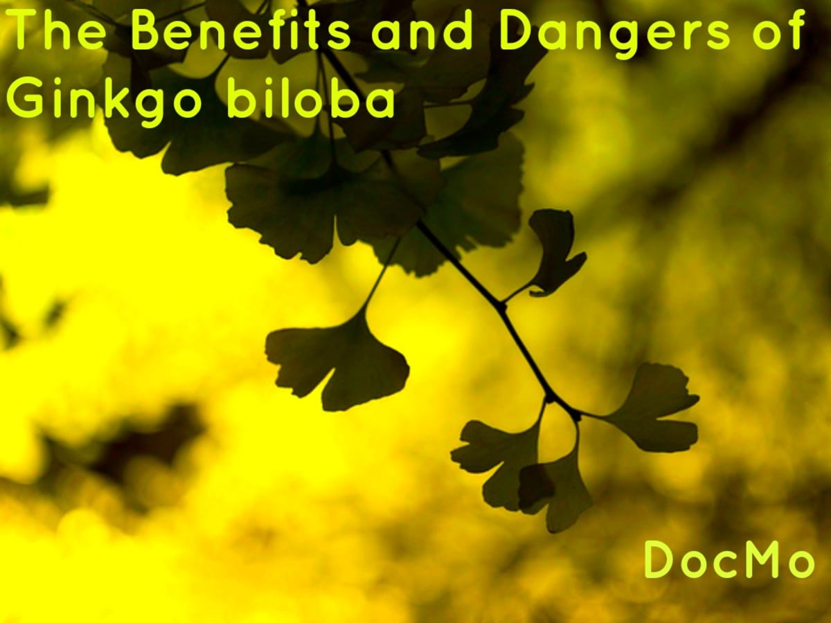 Ginkgo Biloba: Risks and Benefits