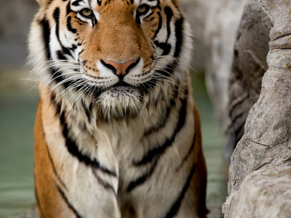 80 Tiger Names and Meanings (From Bandit to Zara) - PetHelpful