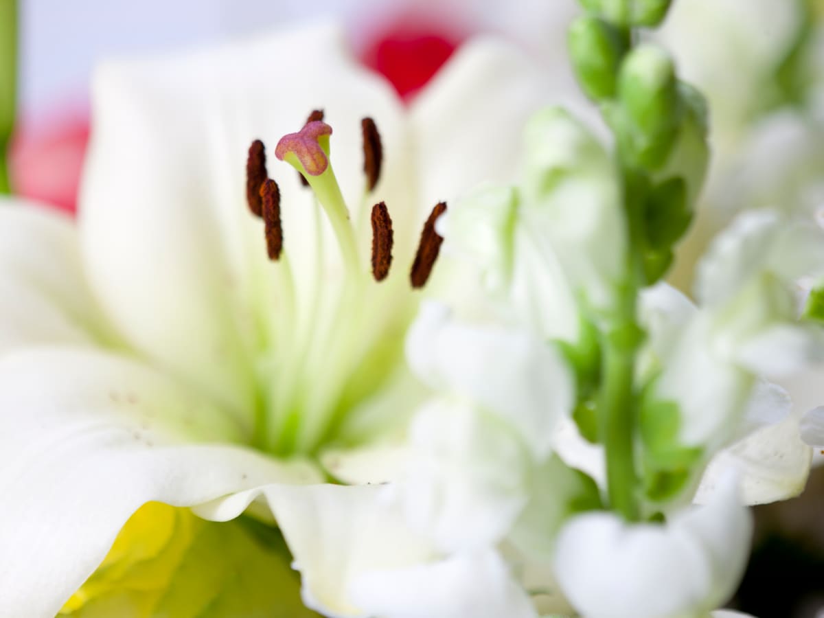 Different Types Of Lilies And How To Grow Them Dengarden Home And Garden