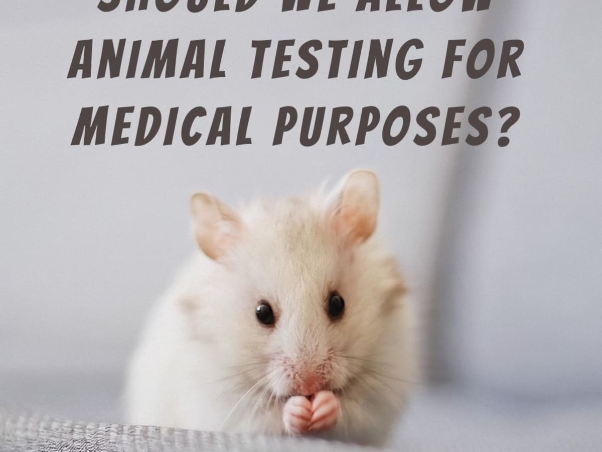 Ethical Dilemma: Should Animal Testing for Medical Purposes Be Allowed? -  HubPages