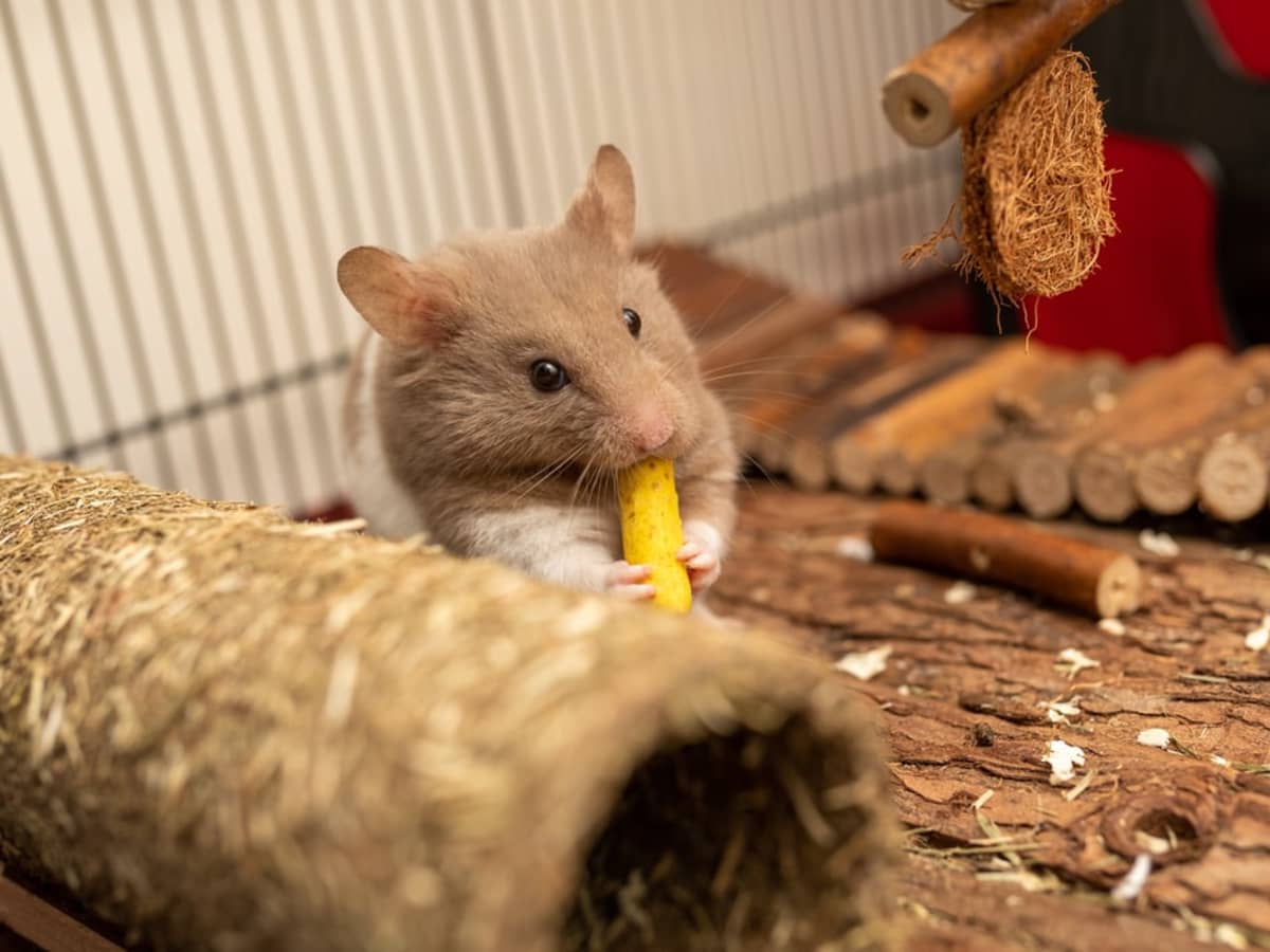Do Mice Like Peanut Butter
