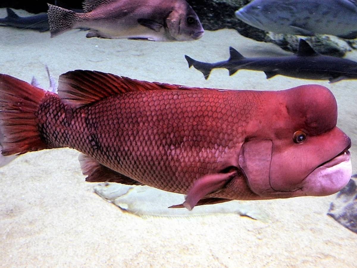 Kobudai and California Sheephead Fish: Facts and Gender Change - Owlcation
