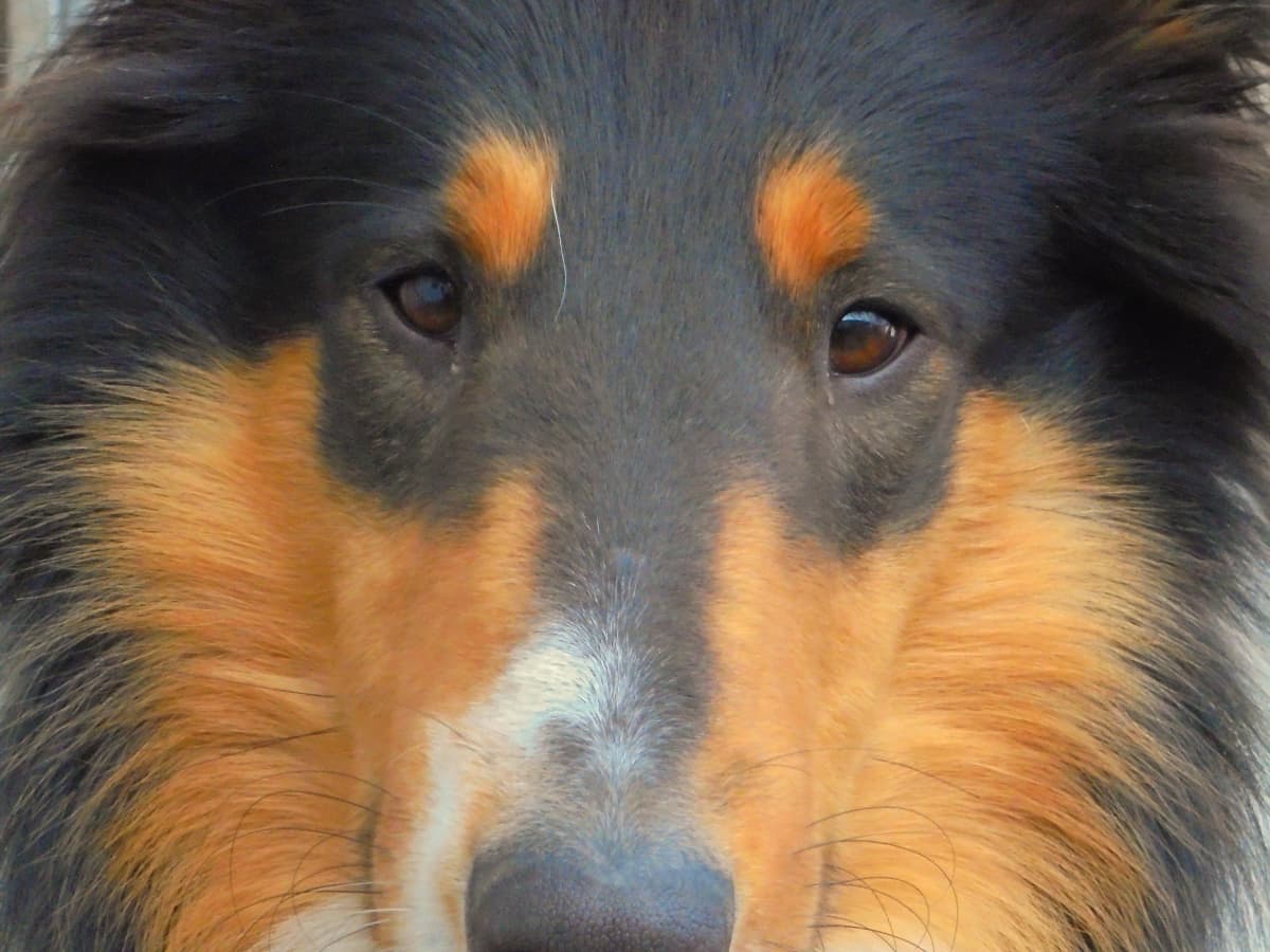 Lassie Dog Porn - Collies: A Breed Apart - HubPages