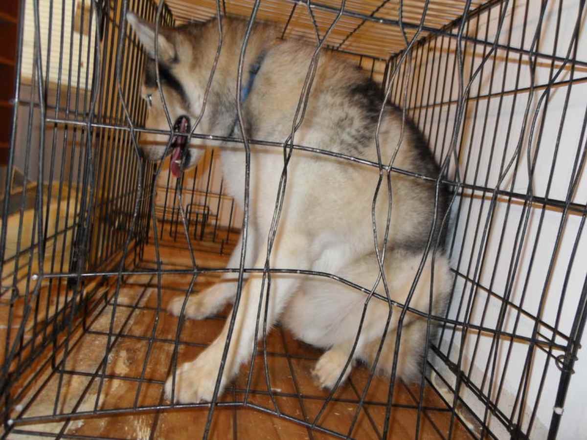 crate for separation anxiety