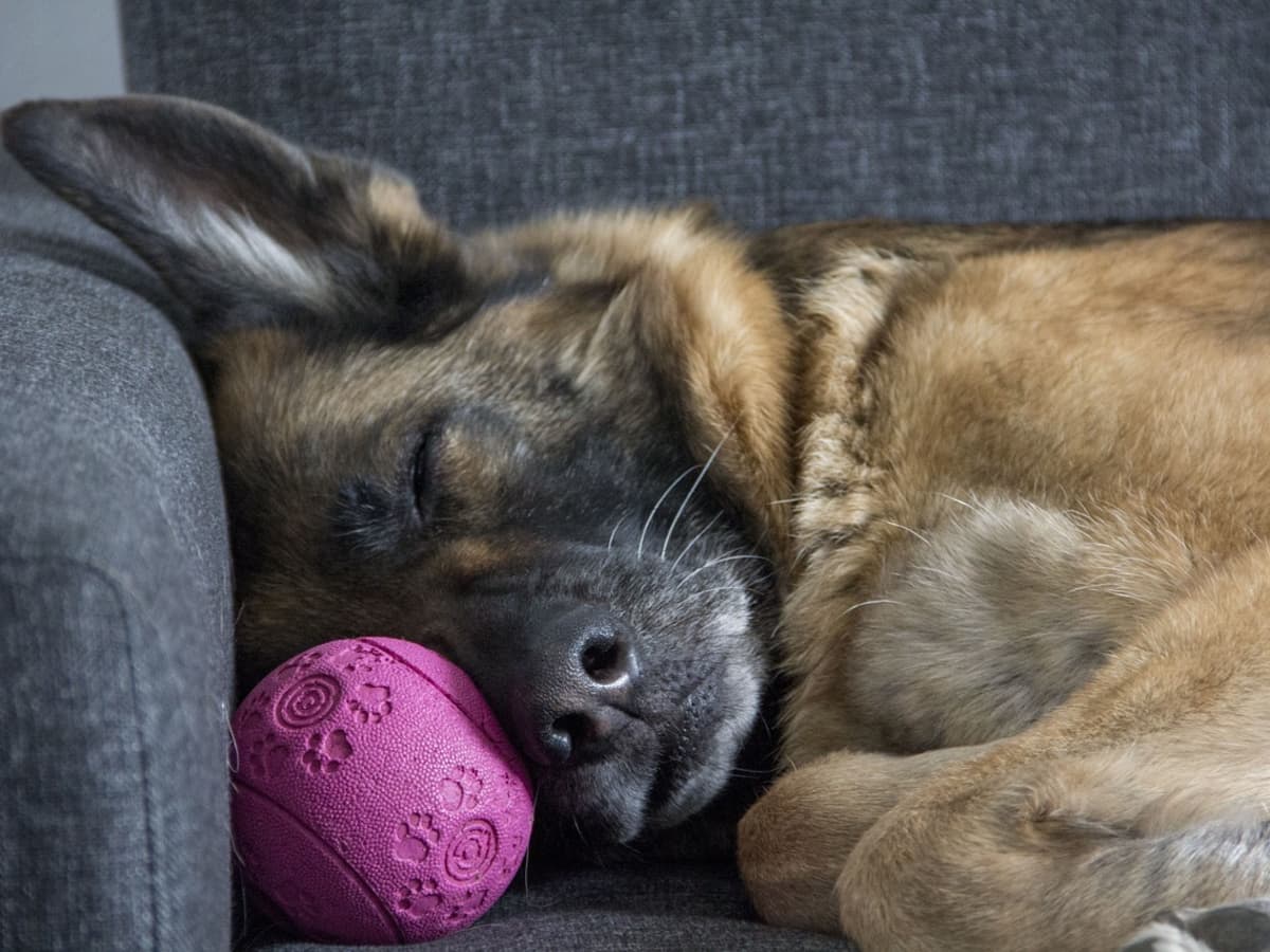 The Best Toys For German Shepherds
