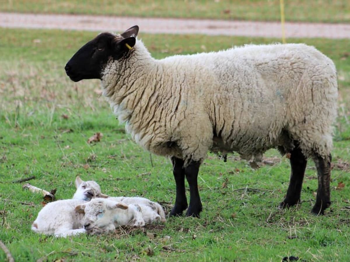 15 Best Sheep Breeds for Meat - PetHelpful