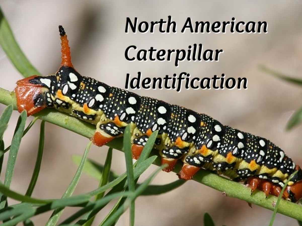 North American Caterpillar Identification Owlcation