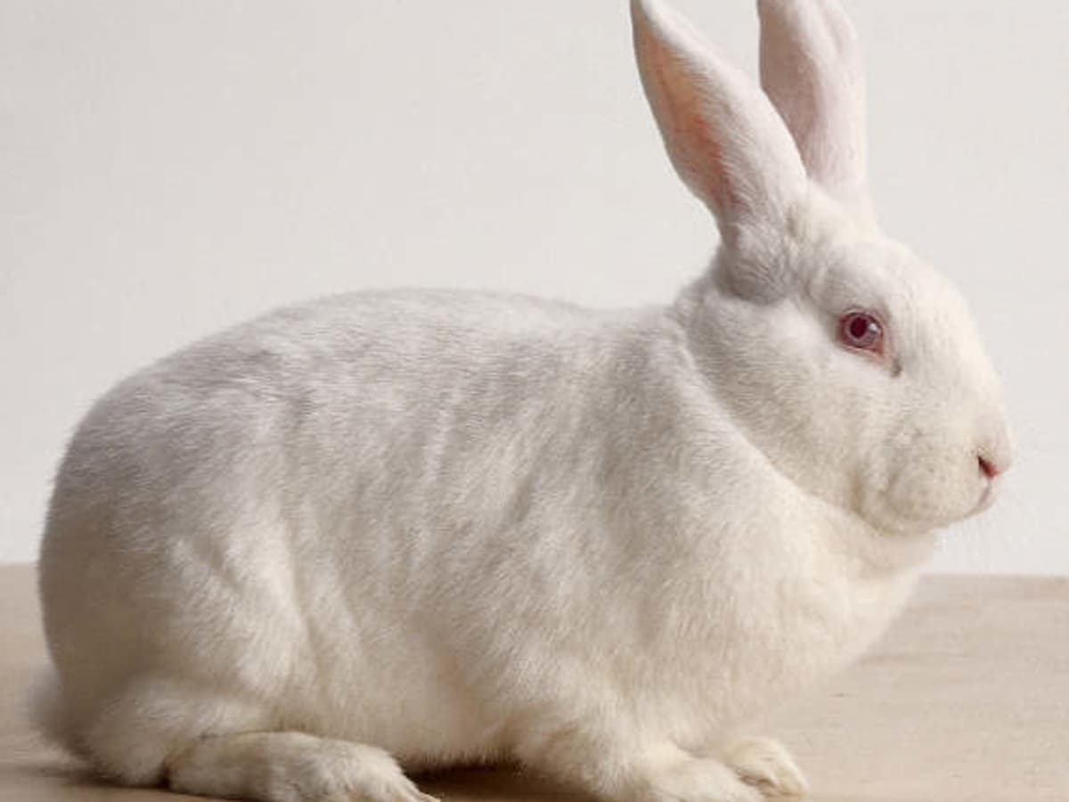 Bunny Breed Guide: New Zealand White Rabbit - PetHelpful
