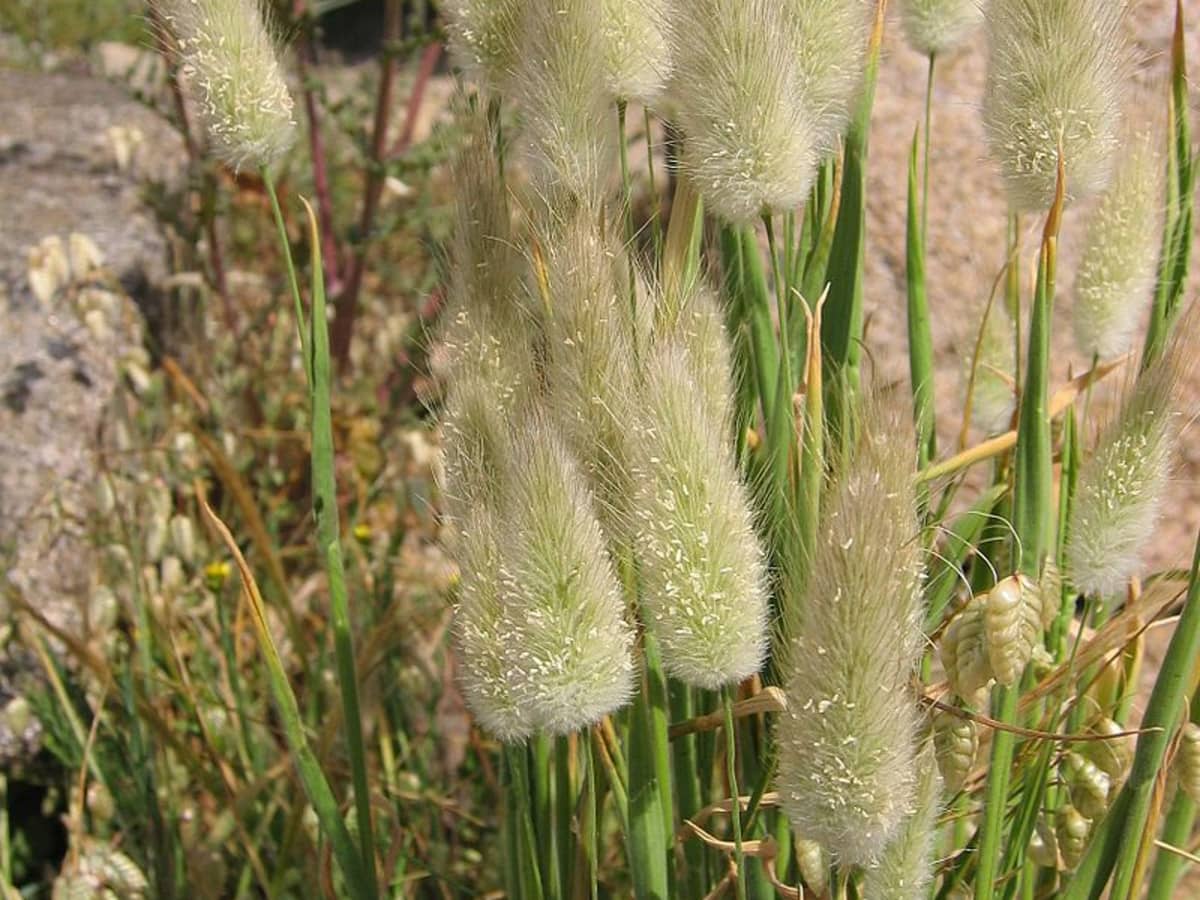 3 x Bunny Tails Pre-Order Ornamental Grass Plug Plant Lagurus Ovatus