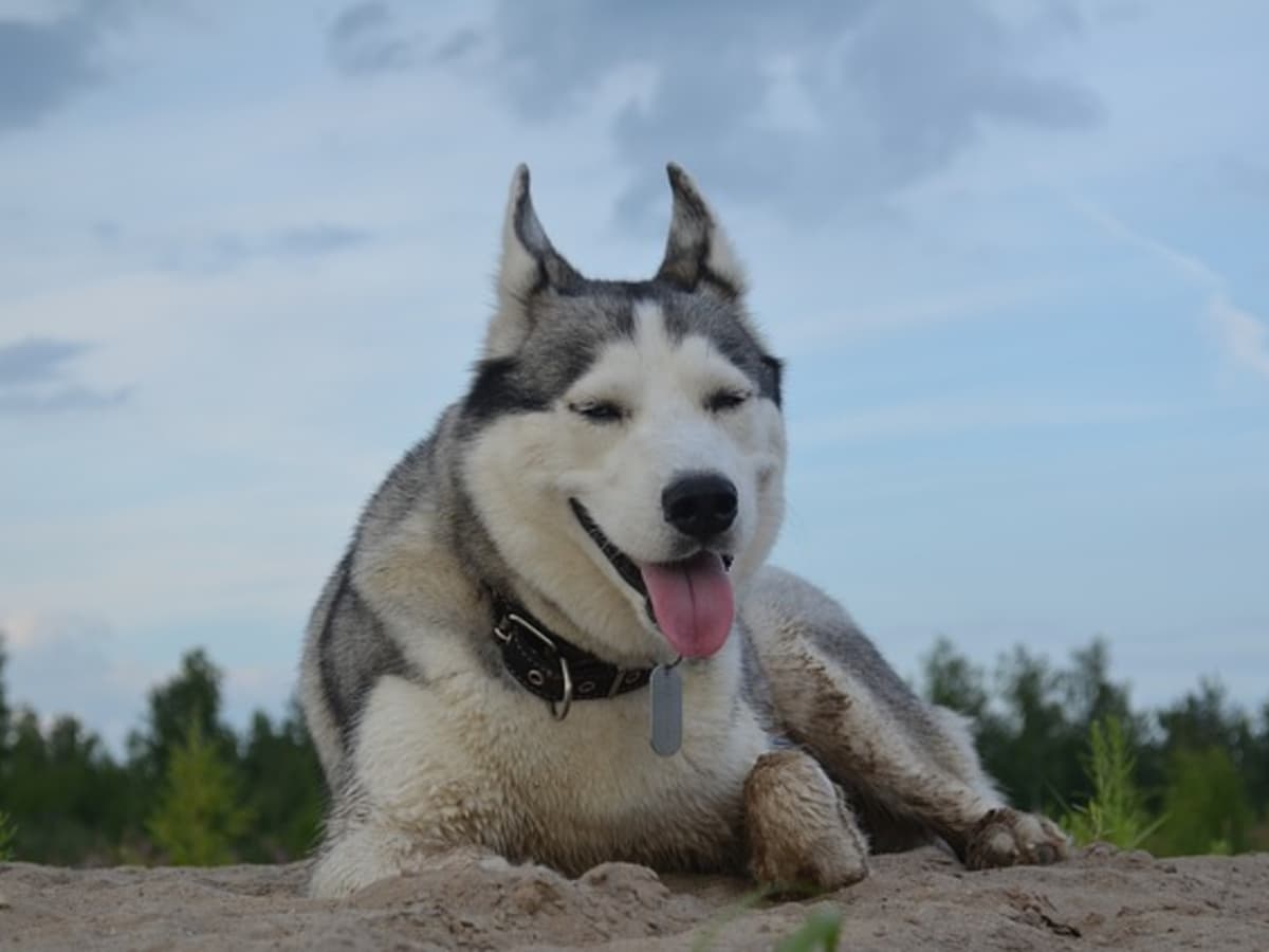 what does it mean if dogs have their ears back