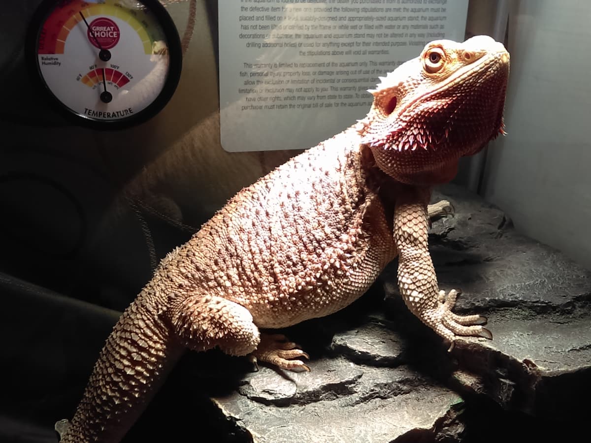 7-Step Bearded Dragon Care Guide - PetHelpful