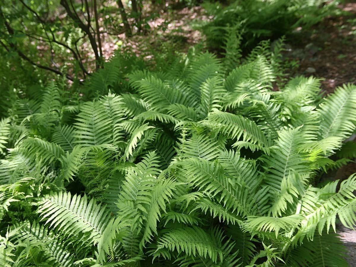 how to grow ostrich fern, a native plant - dengarden