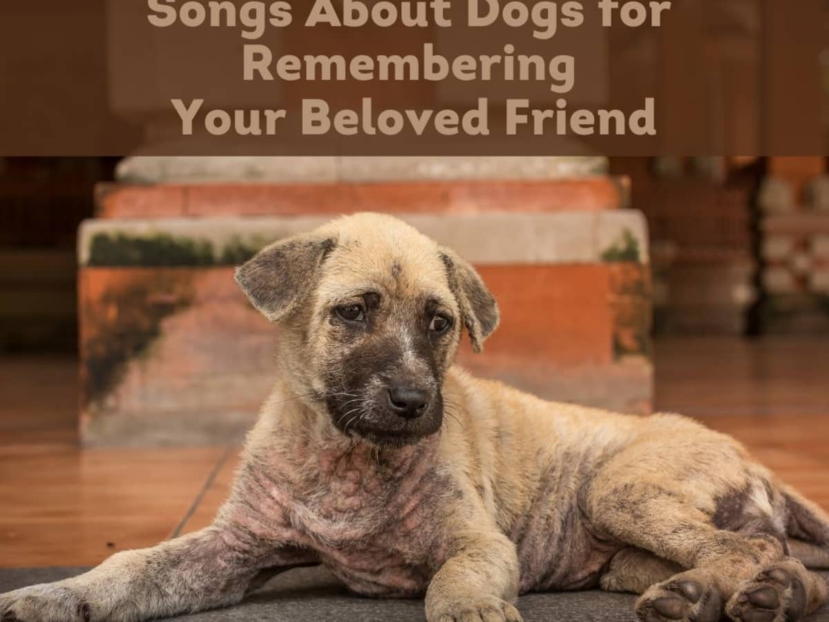 Top 16 Songs About Dogs For When You Lose Your Dog Pethelpful