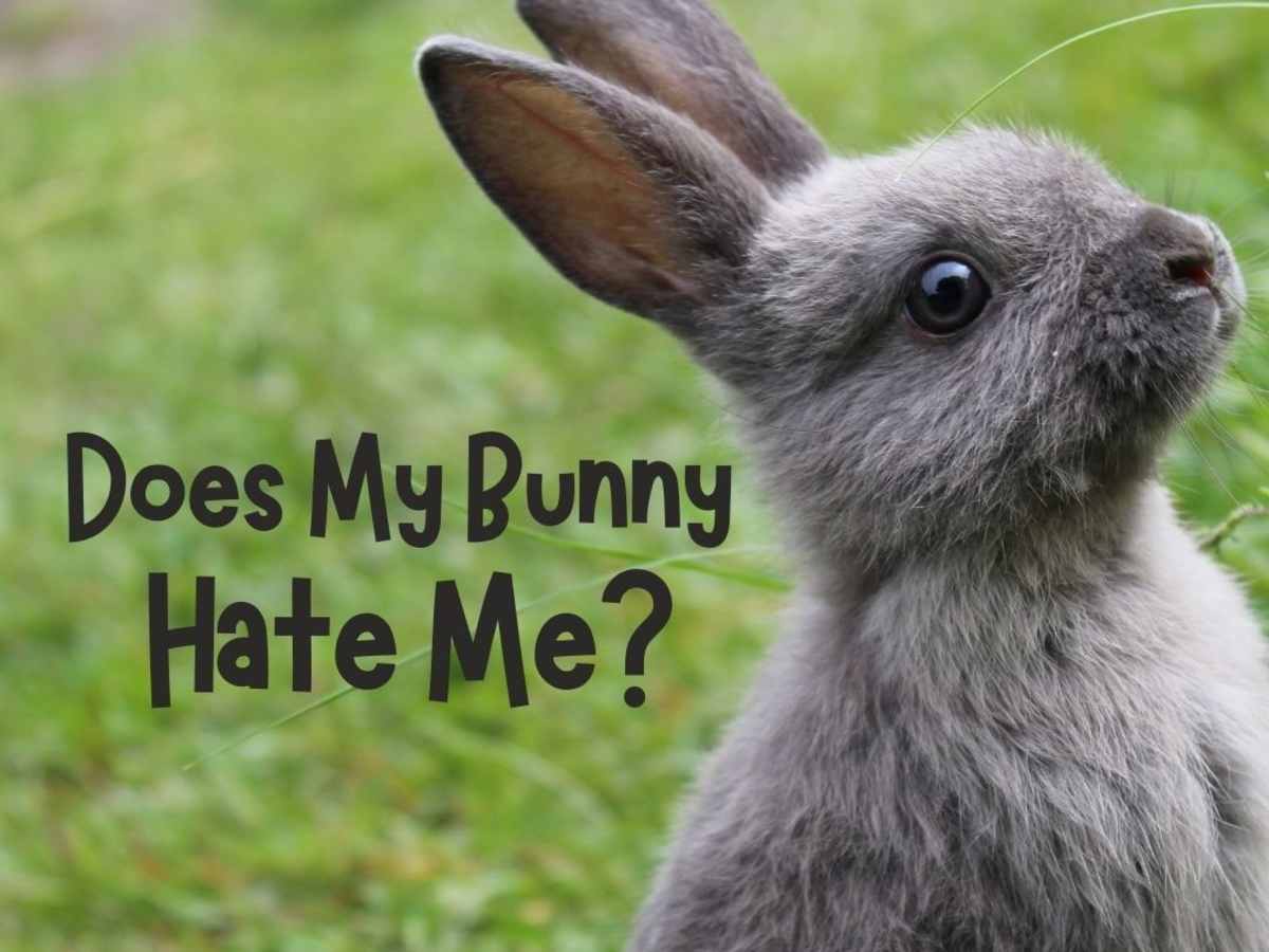 Does My Rabbit Hate Me How To Be Friends With Your Bunny Pethelpful