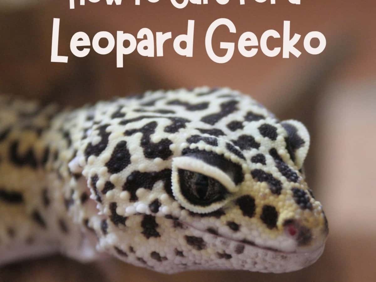 A Beginner S Guide To Owning Caring For A Leopard Gecko Pethelpful
