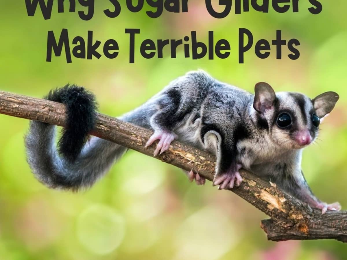 10 Reasons Why Sugar Gliders Should Not Be Kept as Pets - PetHelpful
