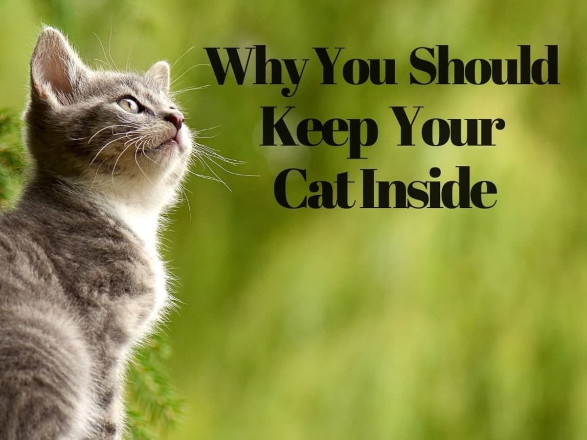can house cats go outside