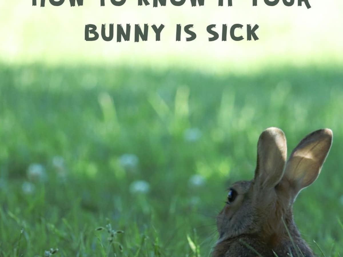 Is My Bunny Sick? 5 Signs It's Time to Go to the Vet - PetHelpful