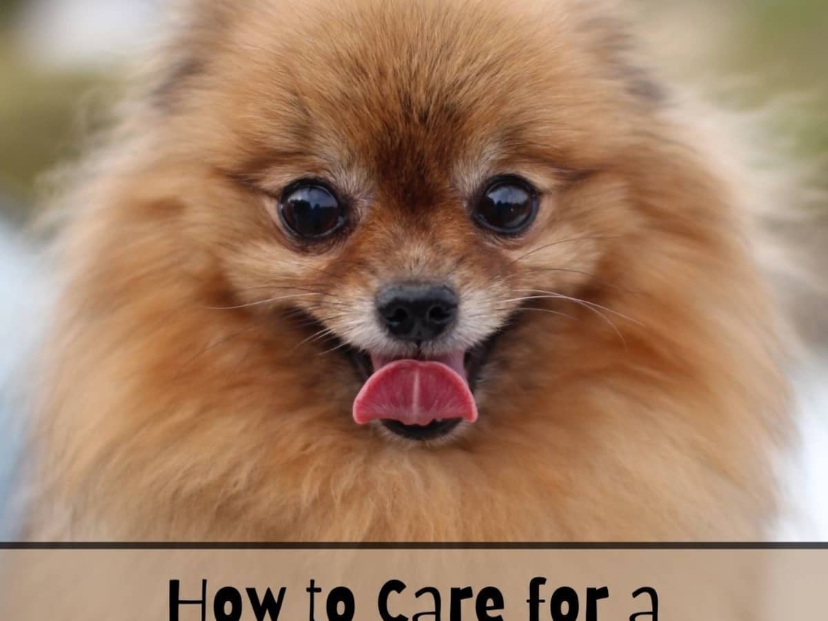 how do i know if my pomeranian is happy