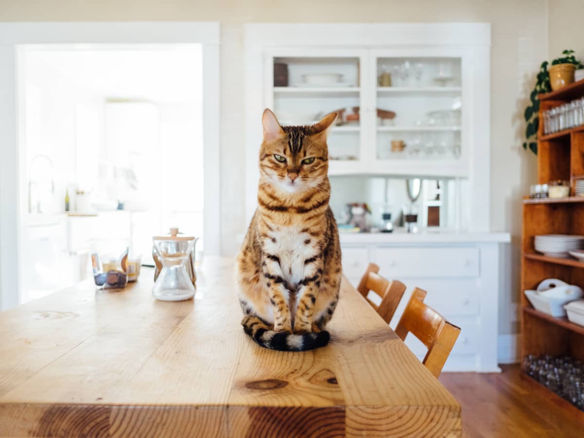 8 Common Household Products Dangerous to Cats