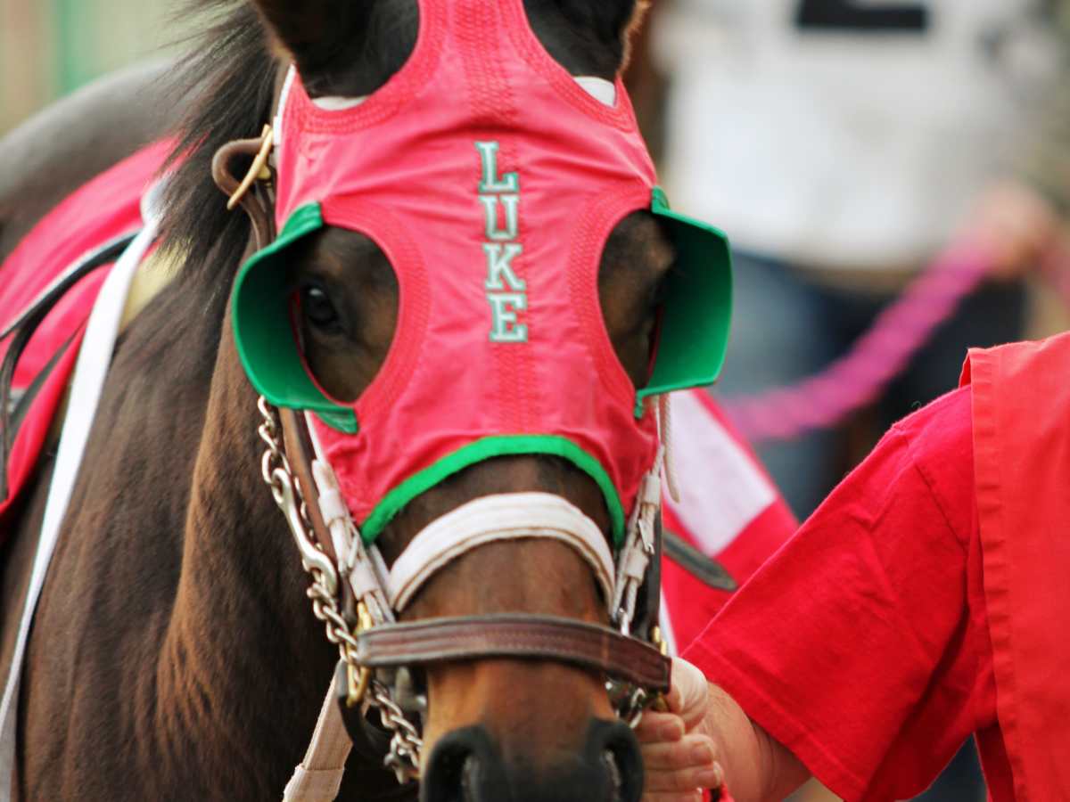 Are Thoroughbred Racehorses Being In Bred To Death Pethelpful