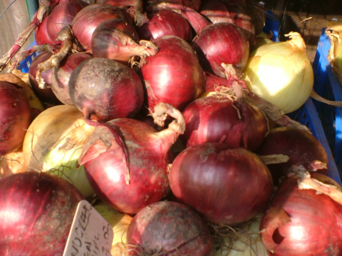 Growing onions in containers: expert tips for success