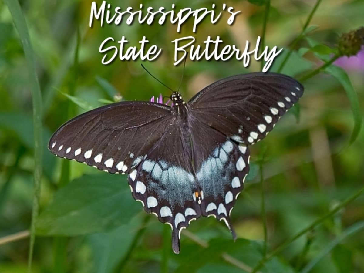 What Is The Mississippi State Butterfly Spicebush Swallowtail Lesson Owlcation