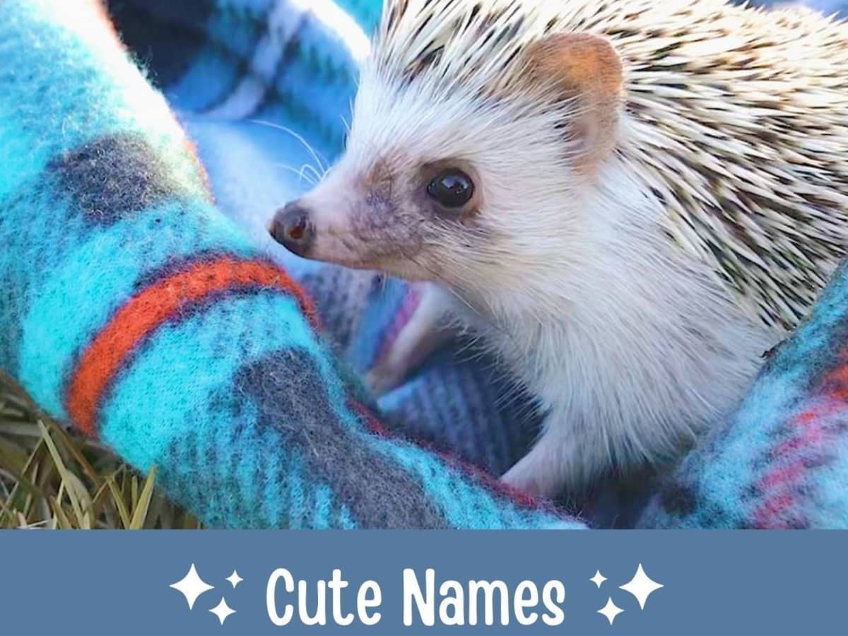 Names for Pet Hedgehogs, Porcupines, and Tenrecs - PetHelpful