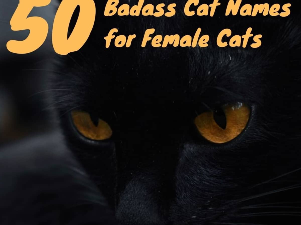 50 Badass Cat Names For Stealthy Female Cats Pethelpful