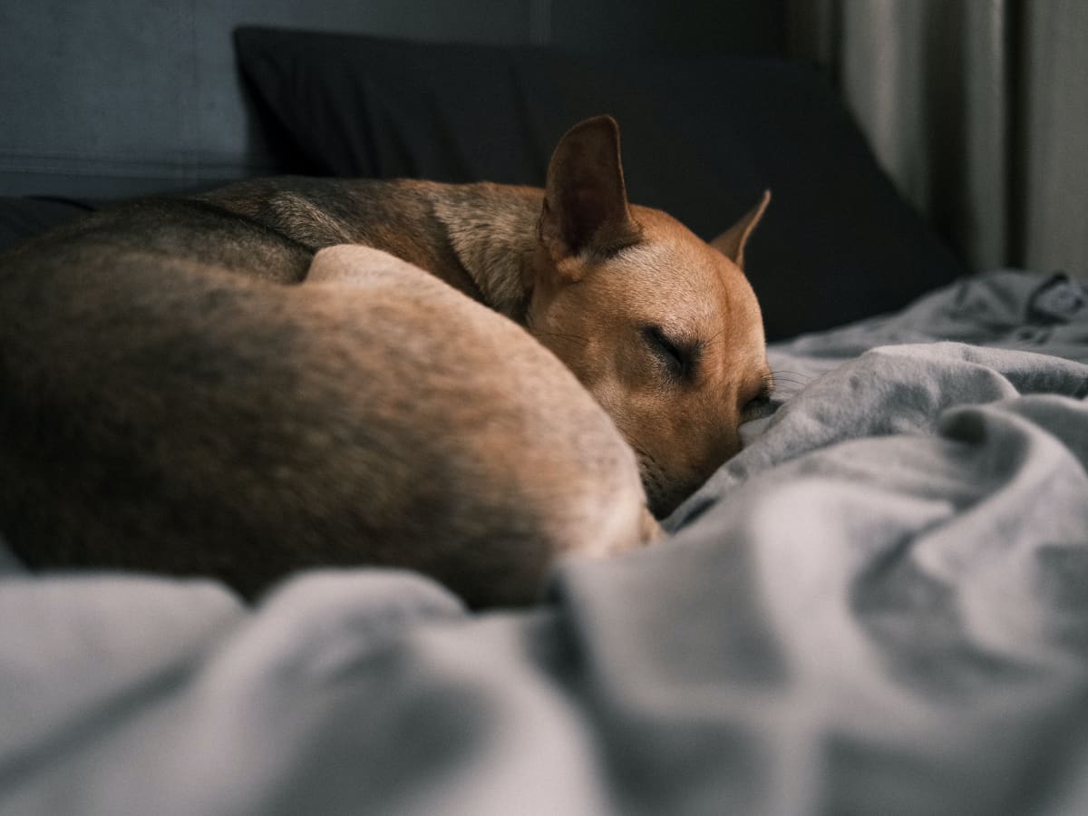 What To Do When Your Dog Dies At Home Pethelpful