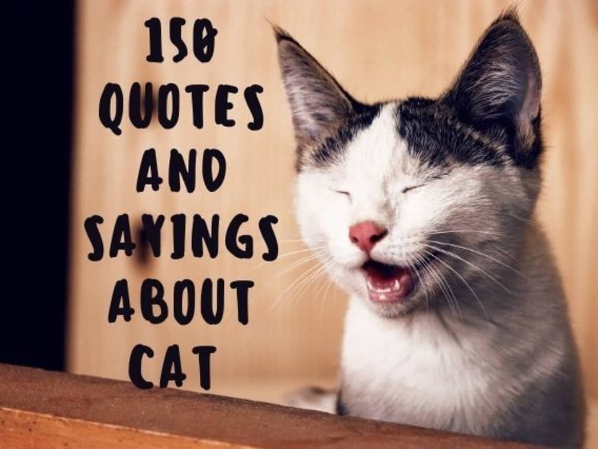 150 Cute Cat Quotes And Sayings Pethelpful